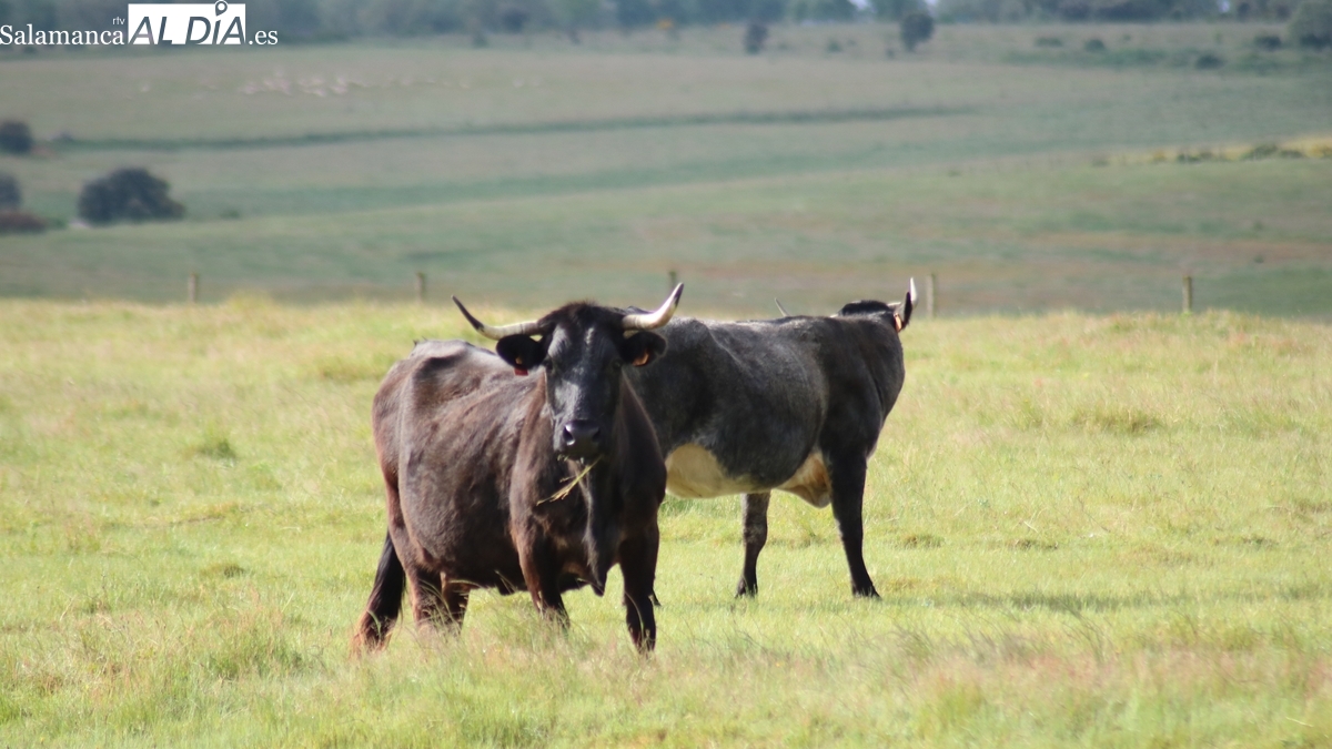 El cereal reaparece con precios de hace cuatro años