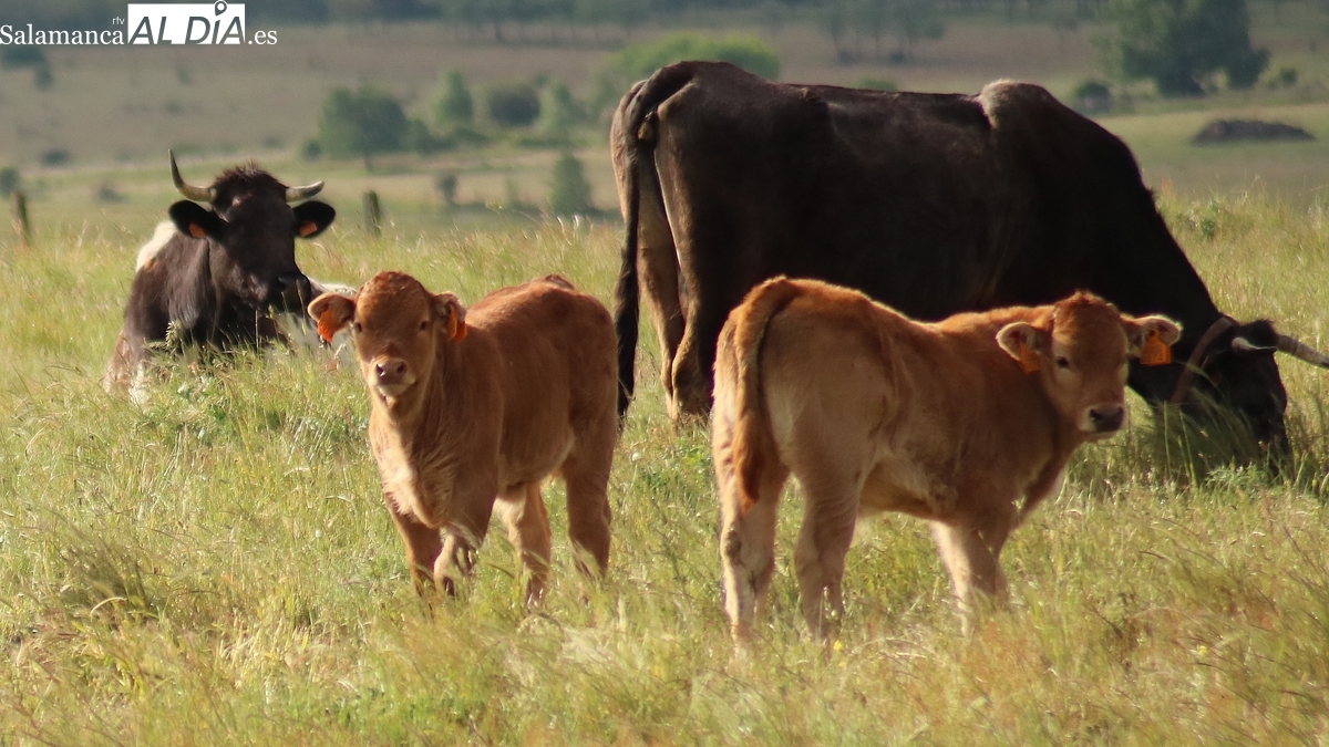 Nueva subida de las terneras y caída de los corderos y el porcino