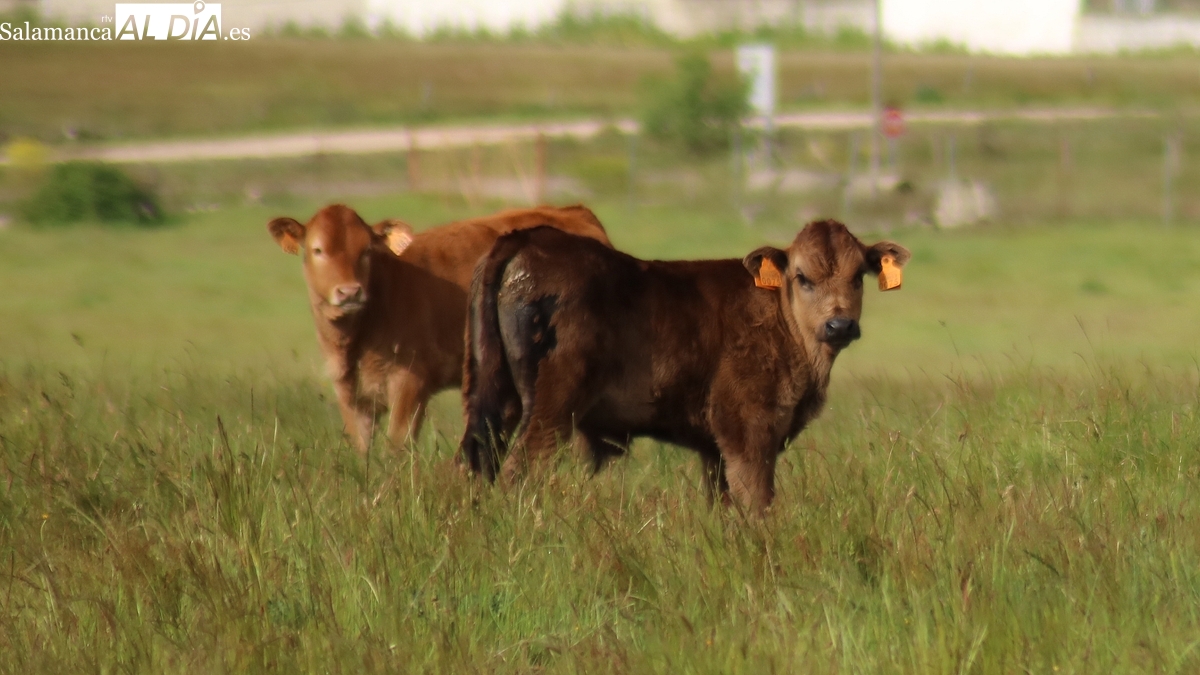 El cereal sigue ‘estancado’ a la espera de la nueva cosecha y el vacuno repite, tanto el cebo como el de sacrificio