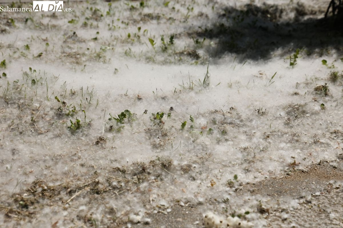 Mapas que anticipan los niveles de polen de Salamanca, una ayuda para los alérgicos