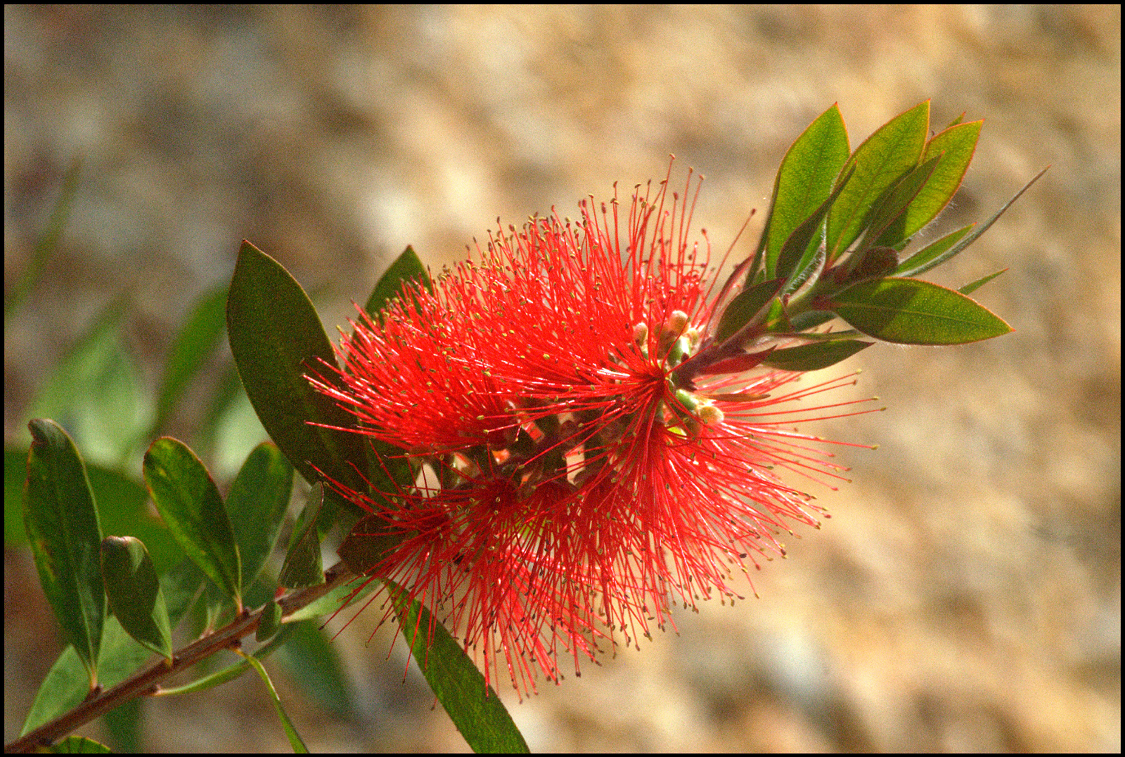 El tren de Daniel (Poesía para Peques)