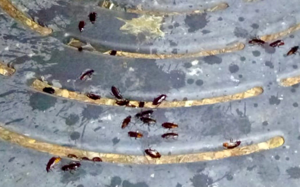 El PP denuncia el mal estado y una plaga de cucarachas en el parque infantil José Santos Borrego