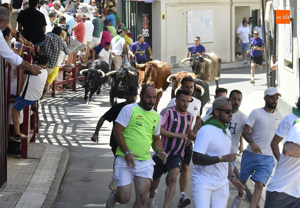 Cuatro novillos de la ganadería onubense de Chamaco protagonizan un encierro rápido y limpio en Moraleja