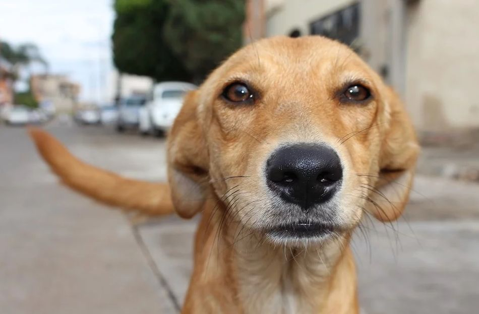 Más de un centenar de salmantinos se forman en educación canina para prevenir el abandono animal