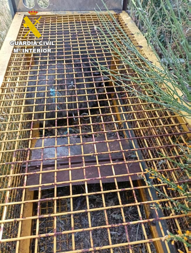 Jaula trampa hallada en Villaseco de los Reyes