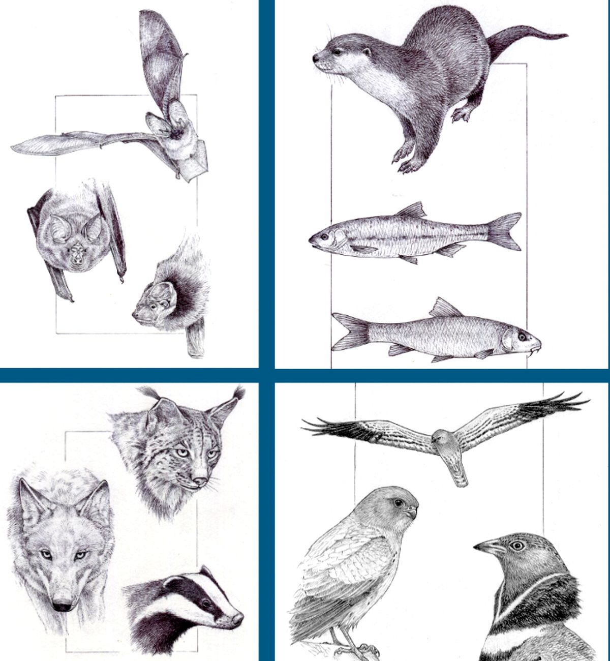 Investigadores salmantinos desvelan los corredores ecológicos del lince ibérico y otras 19 especies en la cuenca del Duero