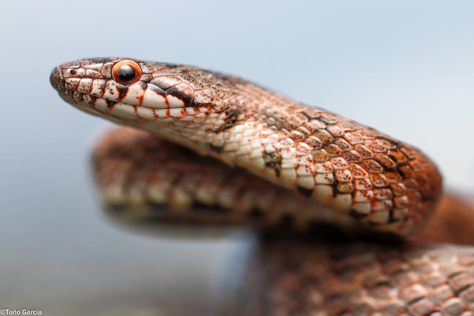 Imaginarium: la ventana digital para conocer al detalle todos los reptiles de la provincia de Salamanca