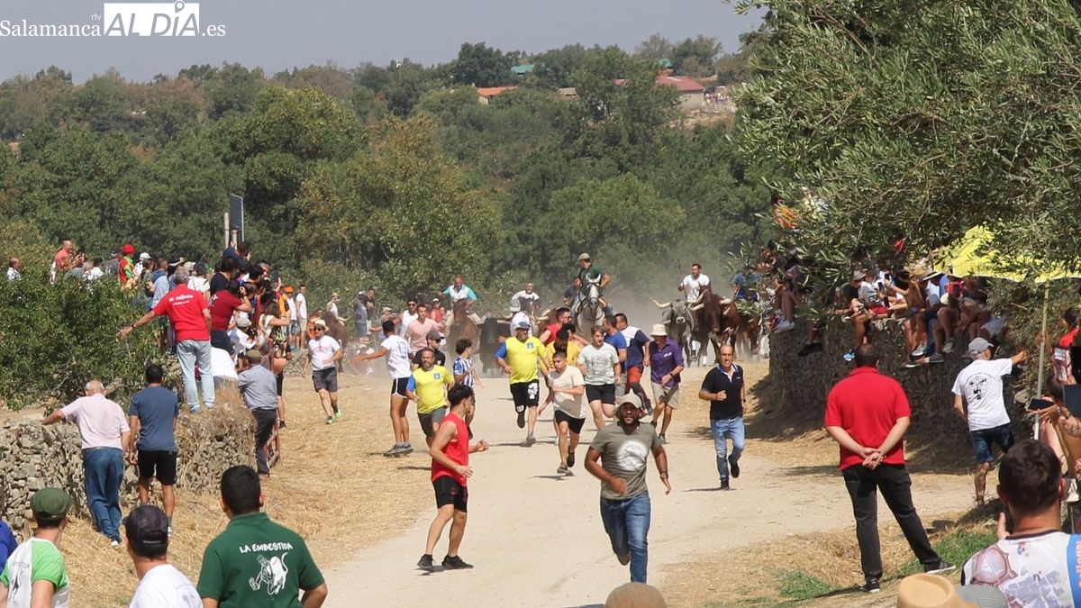 Rápido y limpio encierro de los novillos de El Collado en Lumbrales