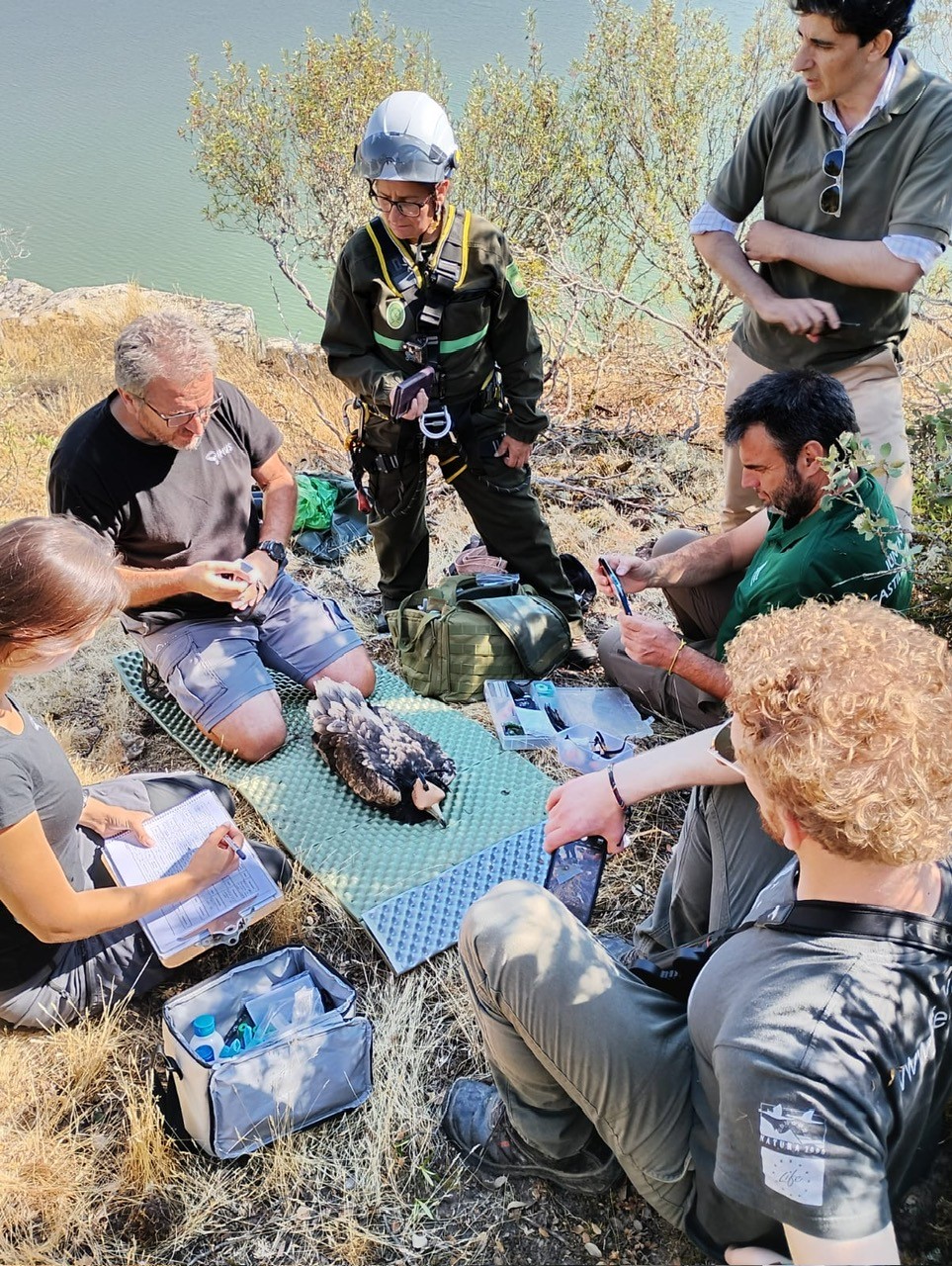 La supervivencia del alimoche en Castilla y León, bajo seguimiento GPS para identificar sus principales amenazas