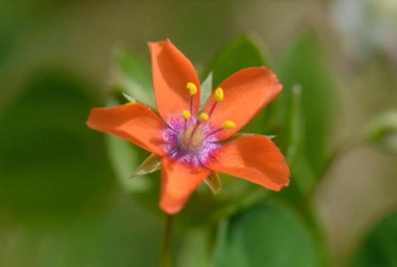 En busca de la mejor fotografía de la flora autóctona de Castilla y León