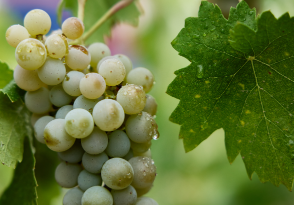 Arranca la vendimia en la Sierra de Salamanca con menos uva pero de calidad excepcional