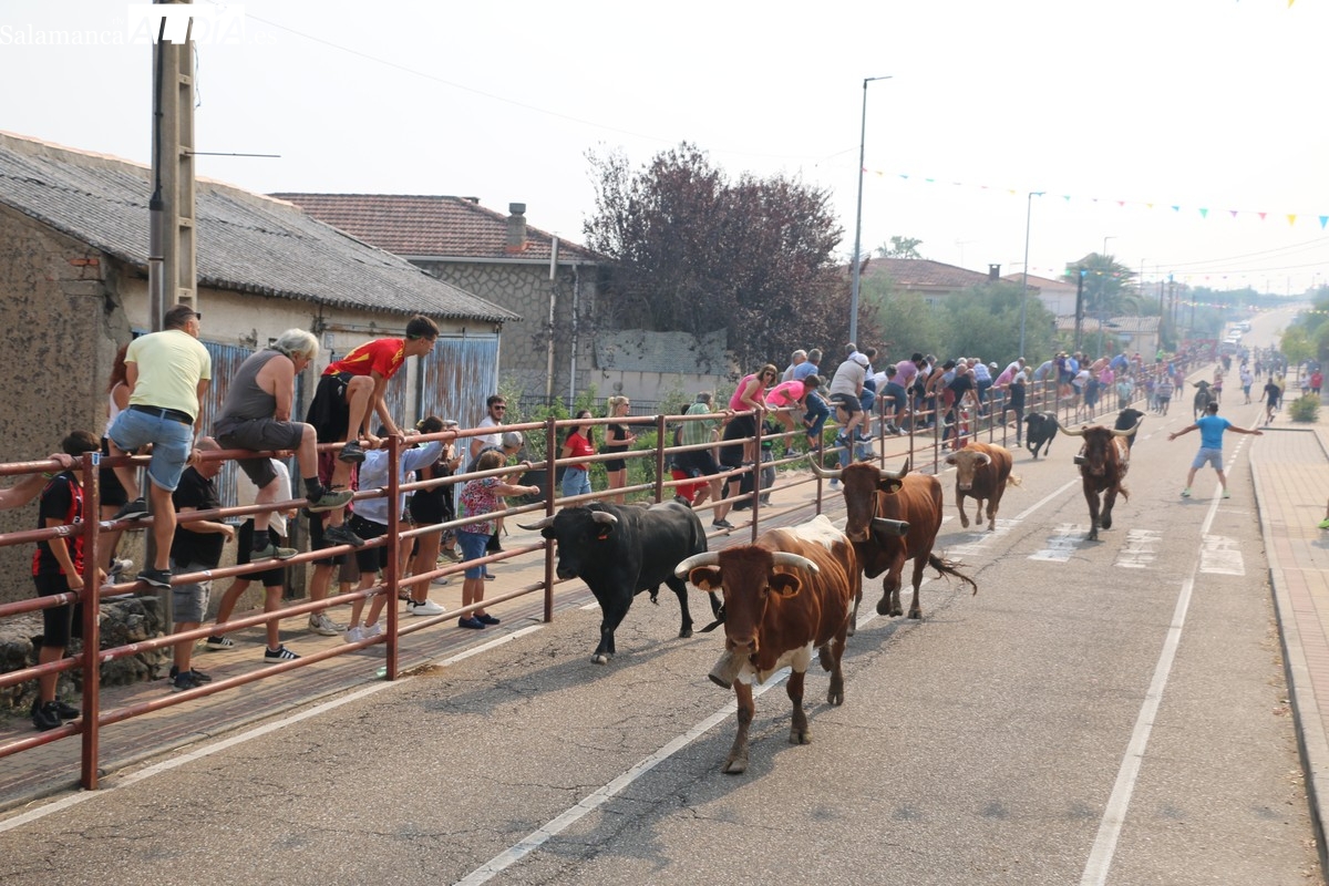 Bonito encierro de Valdeflores en Villarino, último de las fiestas