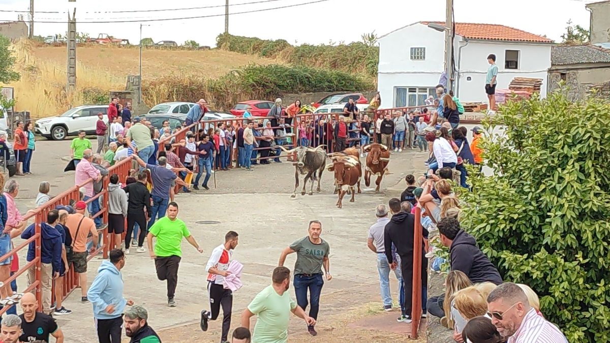 Emocionante encierro de Rollanejo con dos carreras en Pereña de la Ribera