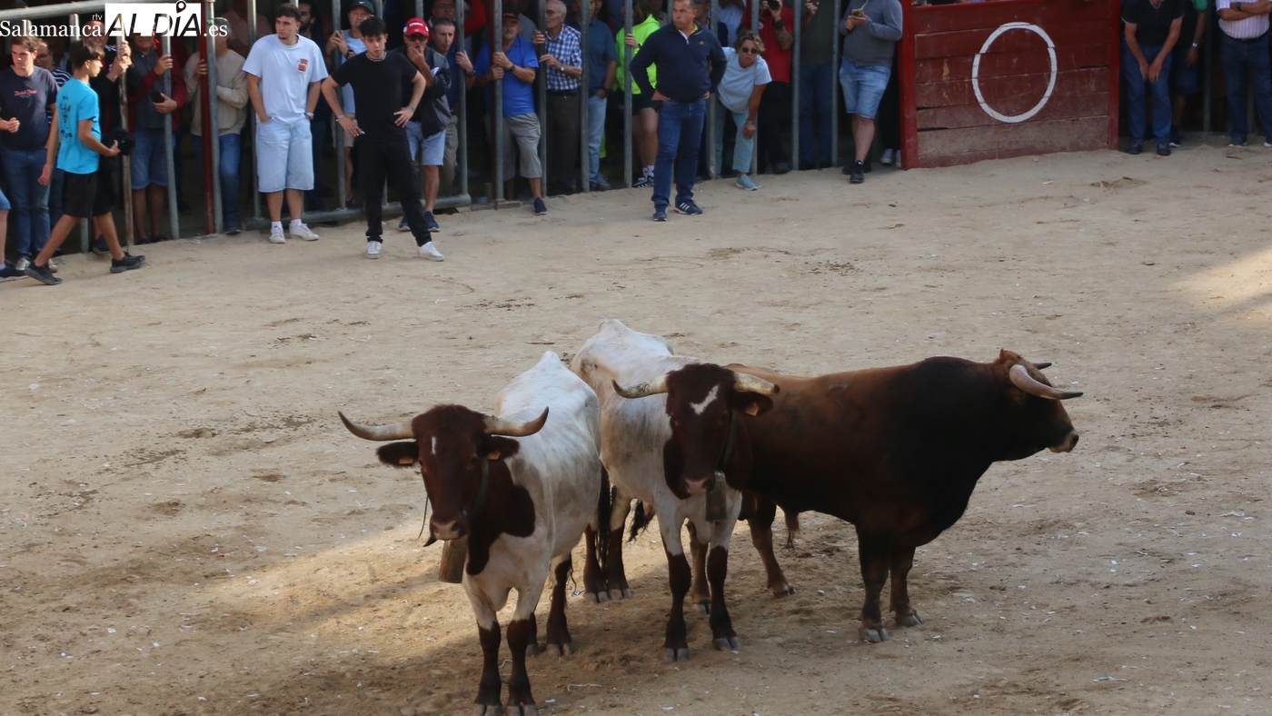 Nublado, de Valdeflores, elegido Mejor Novillo de las Fiestas del Toro de Aldeadávila 2025