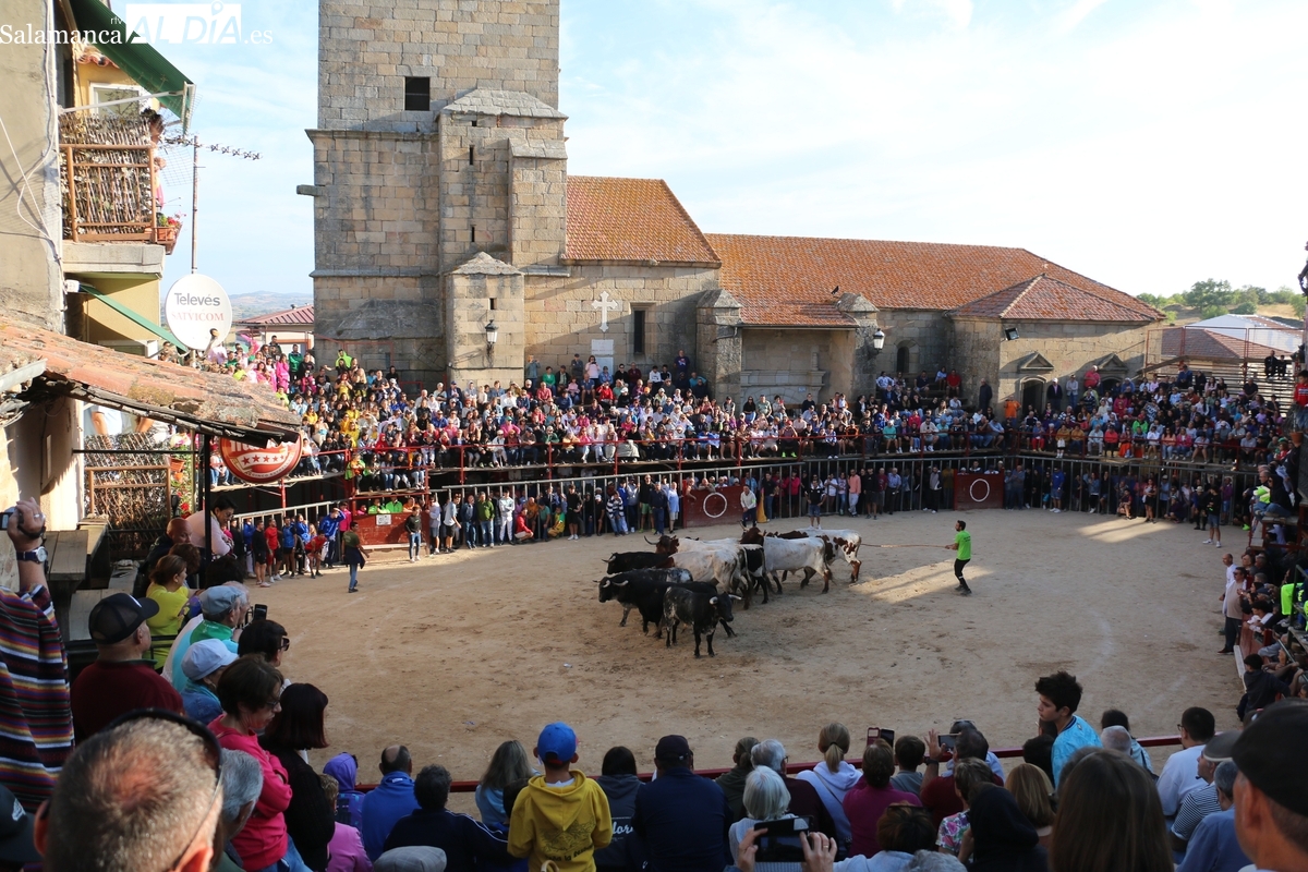 Bonito encierro de Los Bayones para el tercer festejo de las fiestas de Aldeadávila de la Ribera