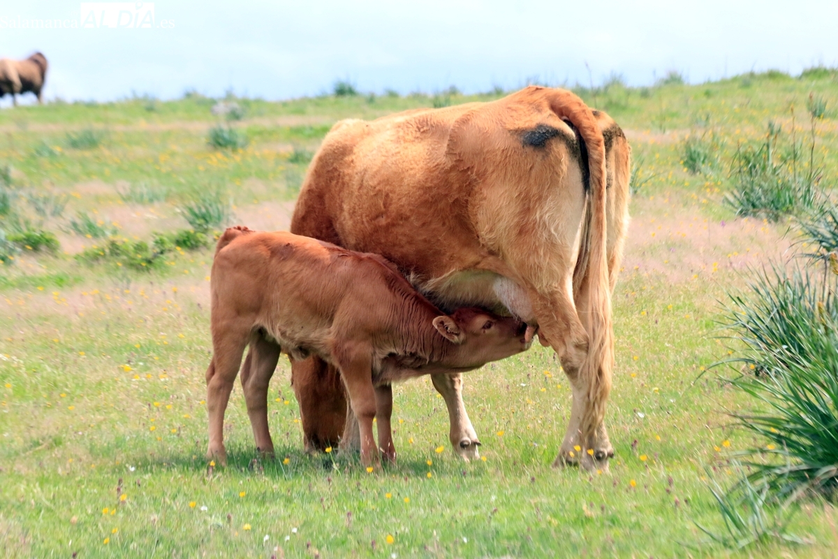 Nueva subida de las terneras con los lechazos más pequeños