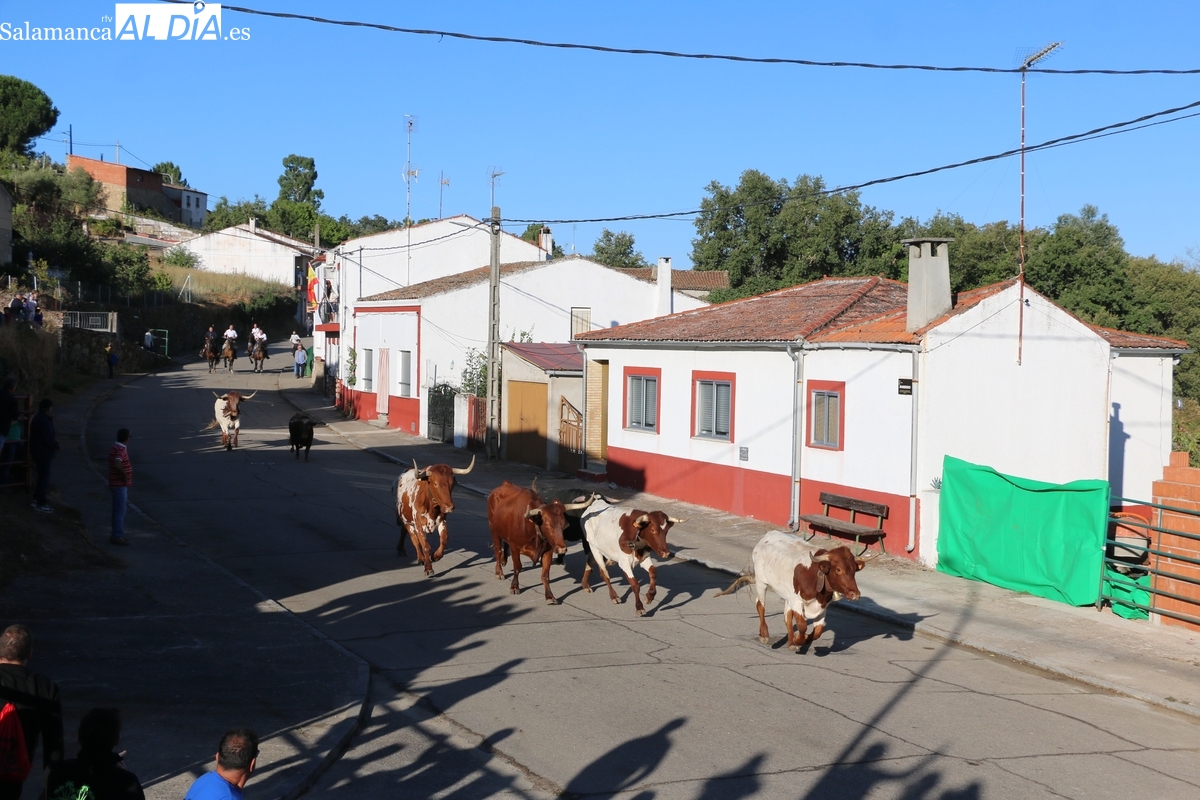Vibrante encierro de Valrubio en Aldeadávila de la Ribera para despedir las fiestas