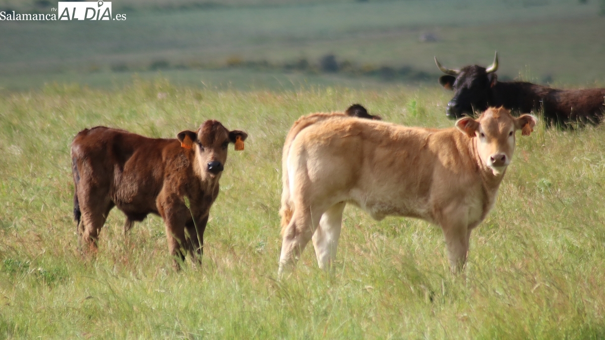 Nueva subida del precio de las terneras, el cereal repite y el porcino blanco baja