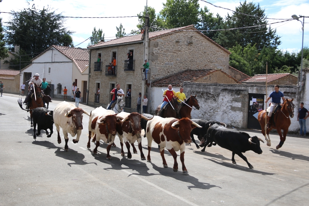 Bonito y rápido encierro a caballo en Villavieja con novillos de Andrés Celestino García