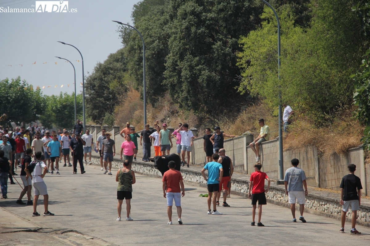La emoción se reserva para el segundo miniencierro de las fiestas de Saucelle