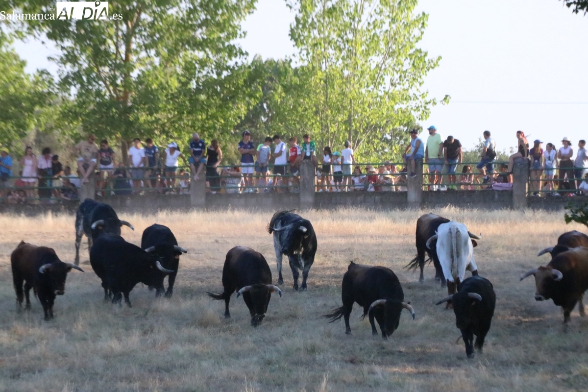 Miles de aficionados vibran en Aldeadávila con el desenjaule que da inicio a los días grandes de San Bartolo