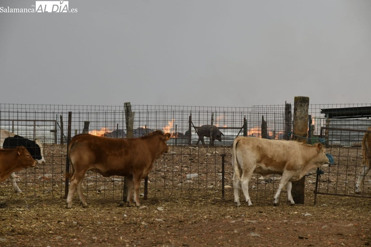 Martín de Yeltes también solicita a sus vecinos que informen de los daños sufridos en el incendio
