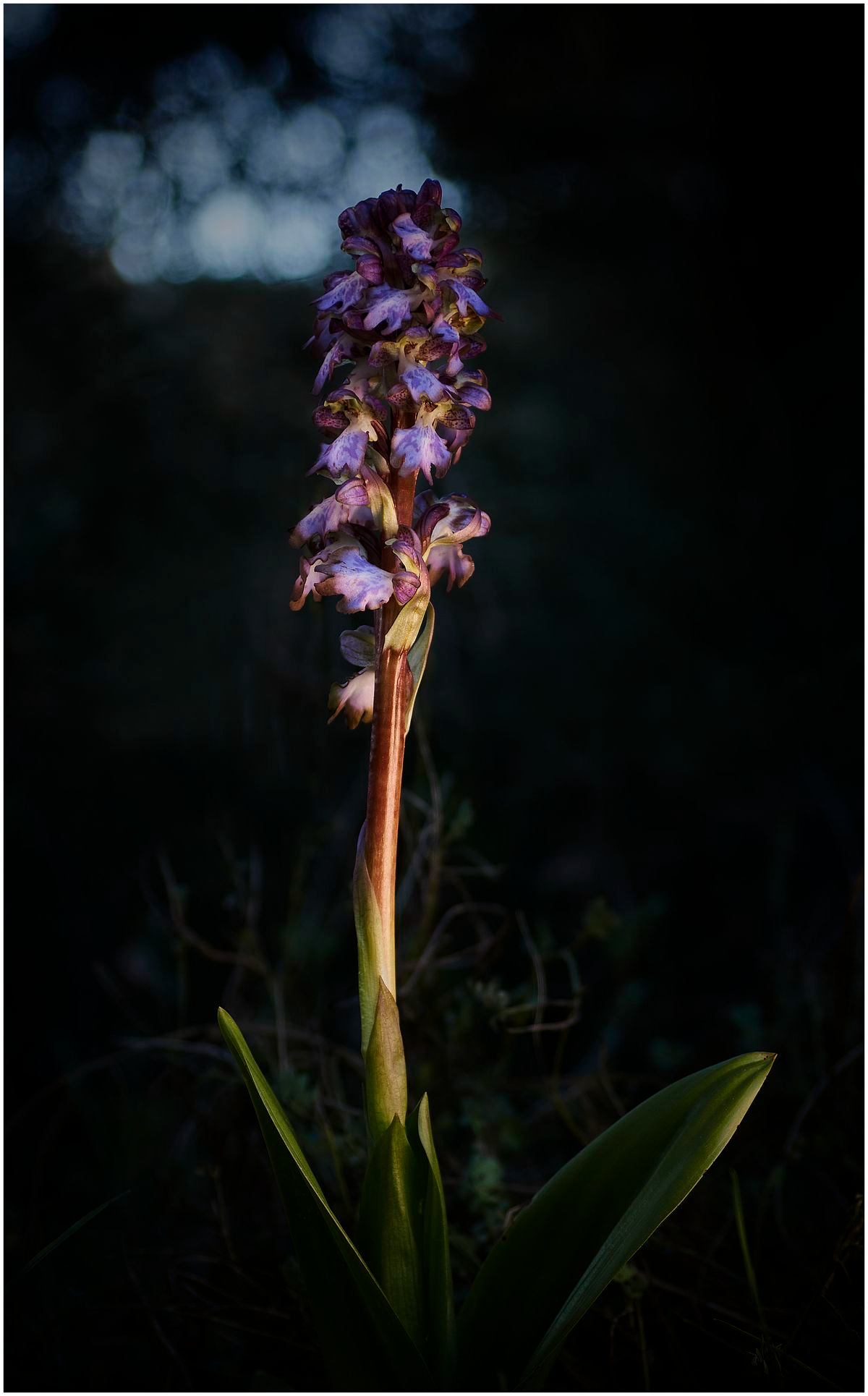 La imagen de una orquídea autóctona de Babilafuente gana el certamen de Fotografía Botánica de CyL