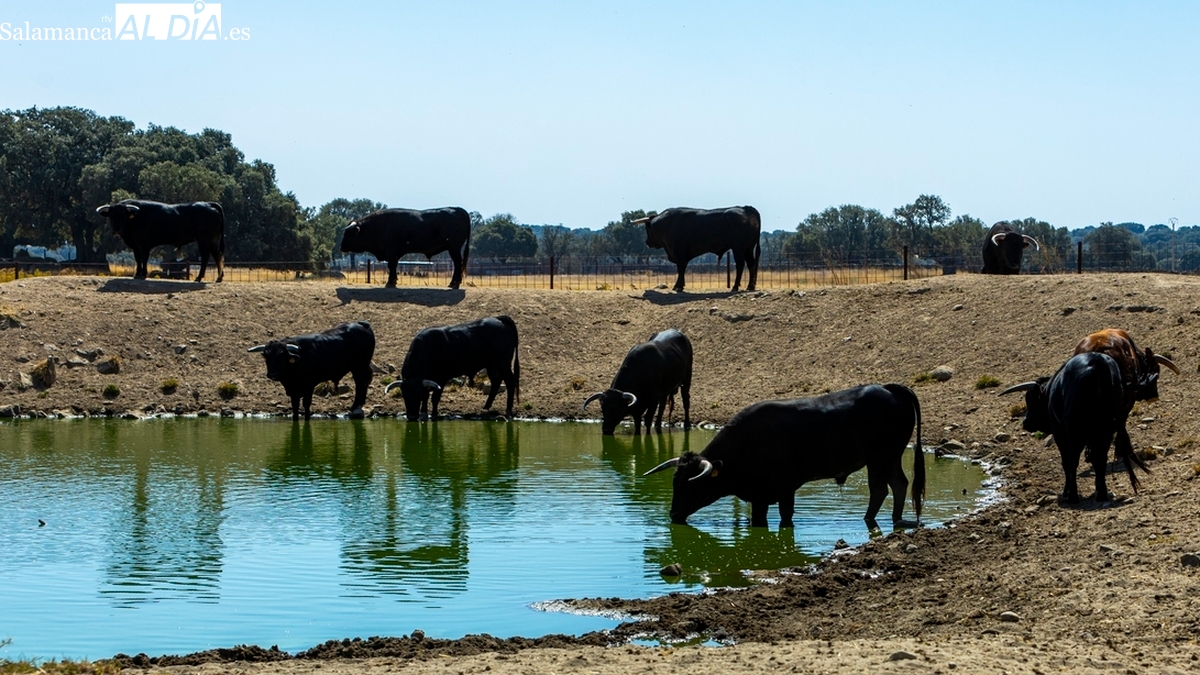 Masueco de la Ribera presume de ganado para sus Fiestas del Toro con dos bonitos encierros de Espioja