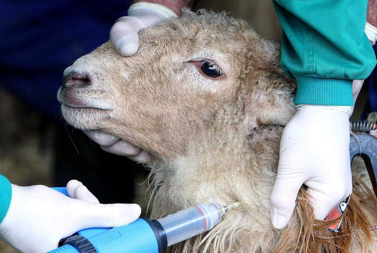 La lengua azul vuelve a Salamanca con un primer brote confirmado