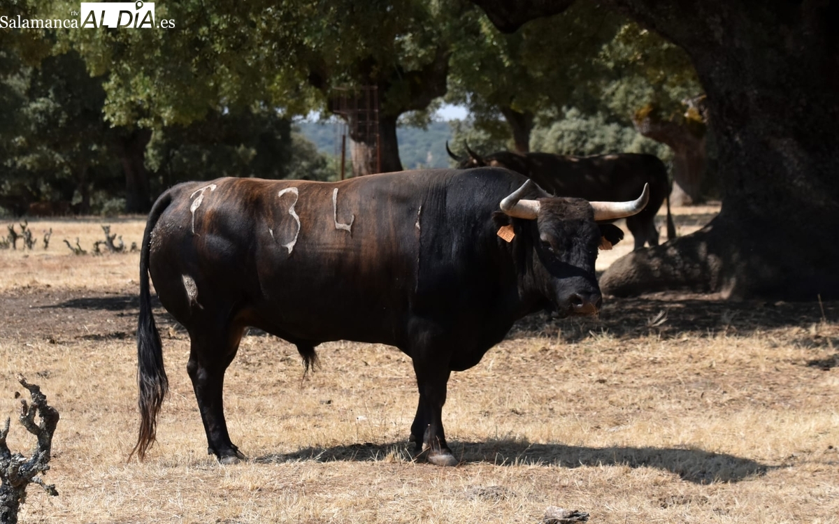 Aquí están los toros de Orive protagonistas de la corrida del 16 de agosto en Vitigudino