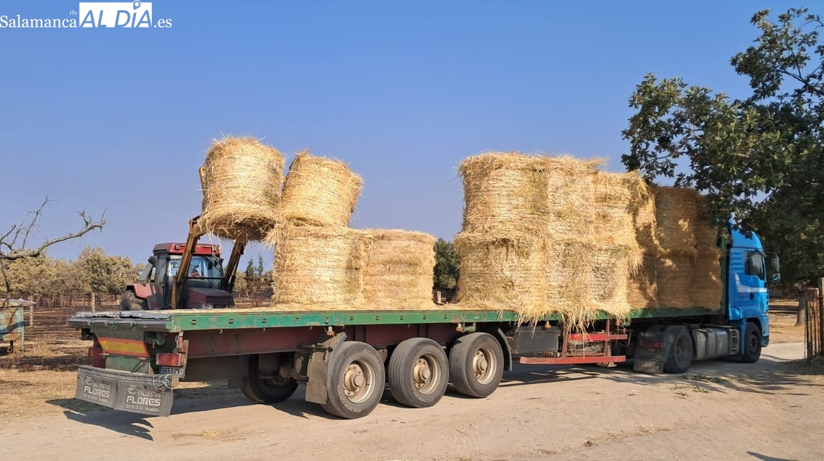 La solidaridad que no es limosna: ganaderos del Abadengo entregan 100 toneladas de paja y forraje a los afectados por el incendio de Cipérez