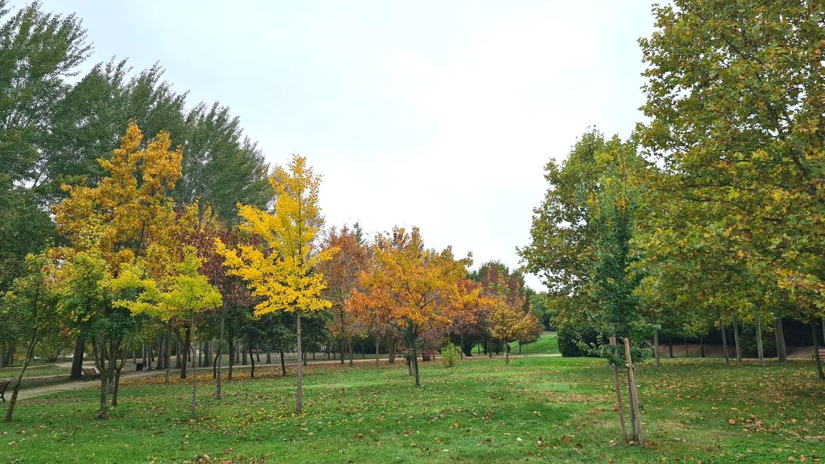 La estrategia de Salamanca para combatir el cambio climático: más de 32.000  nuevos árboles y un gran bosque en Tejares