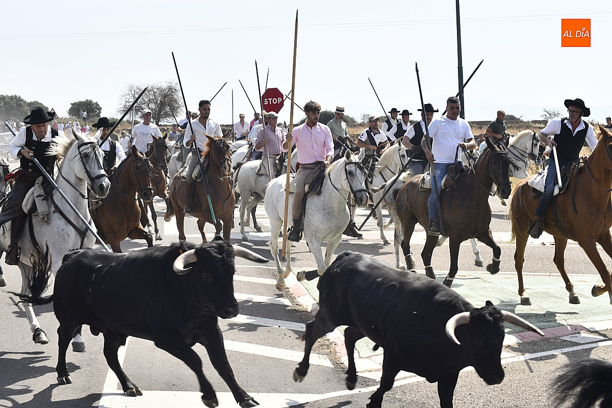 Los caballistas envuelven de nuevo a la perfección a la manada en el encierro dominical de Guinaldo