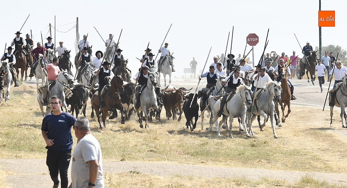 Rápido y limpio primer encierro de las fiestas de Fuenteguinaldo