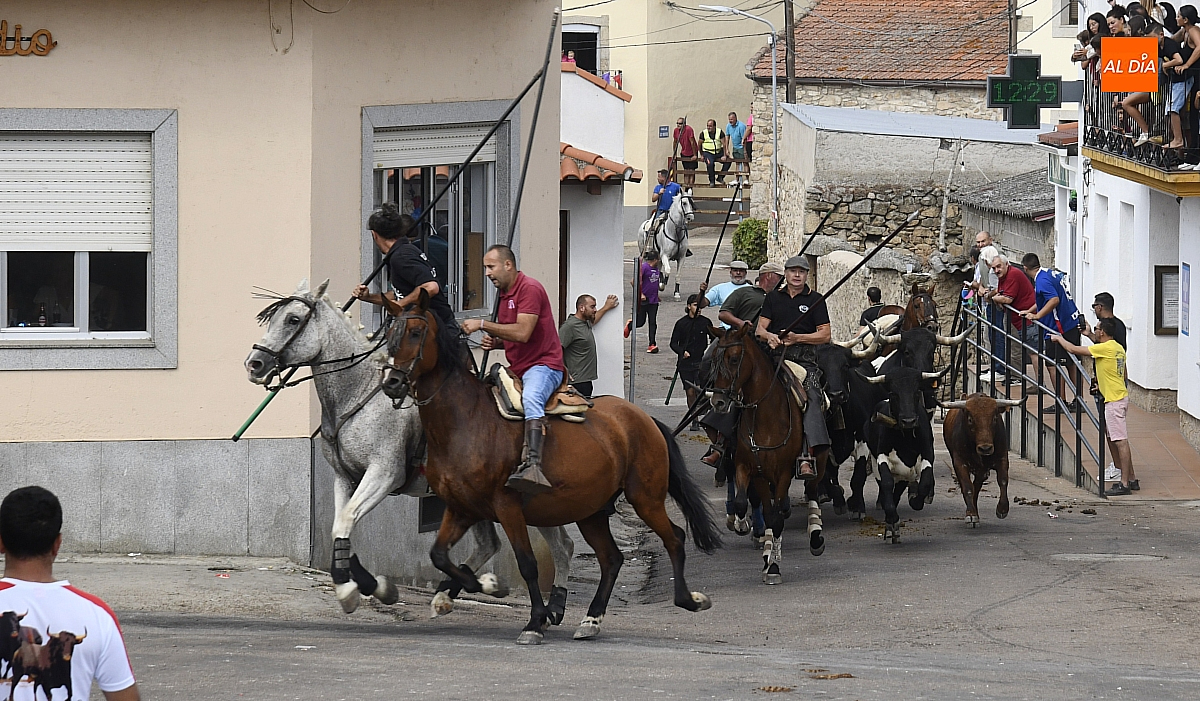 Exitoso y concurrido Encierro a Caballo para cerrar las fiestas de San Agustín en Villar de Ciervo