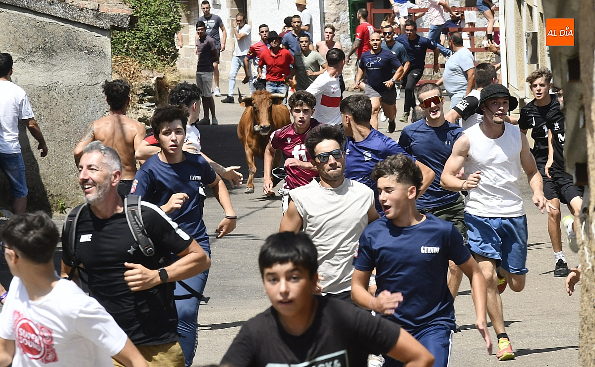 Animada mañana en El Bodón con un concurrido encierro urbano de vaquillas