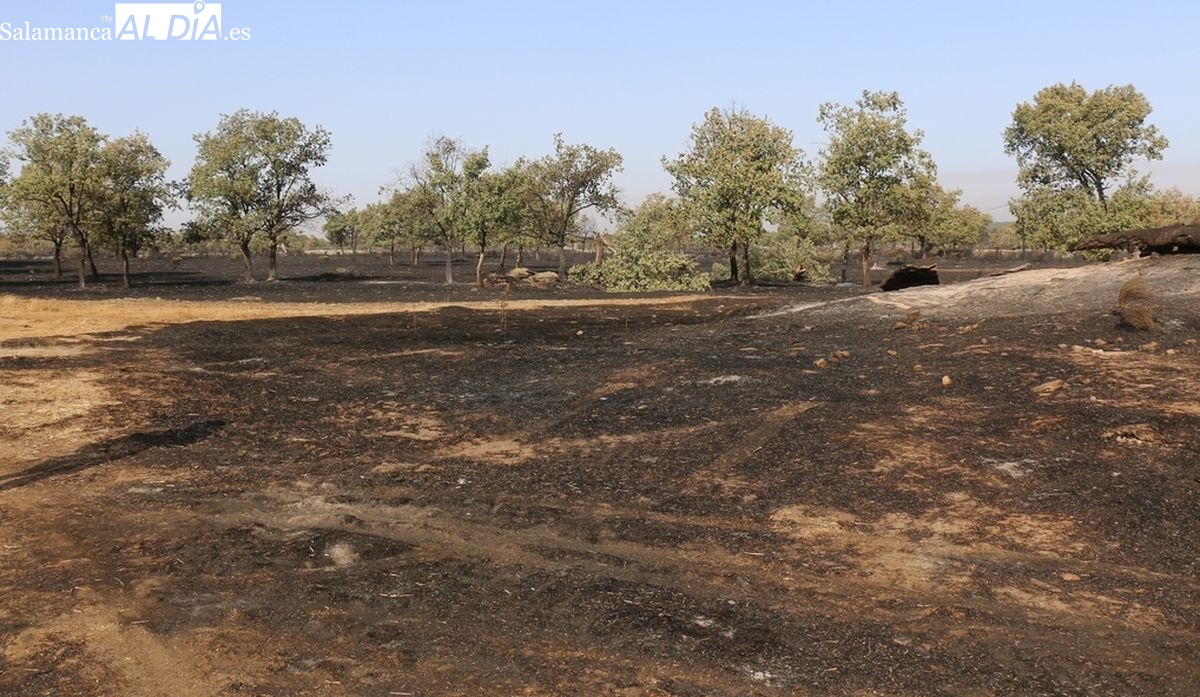 Peticiones del campo salmantino: que los pastos quemados no penalicen en la PAC y una reforma de la Ley de Montes