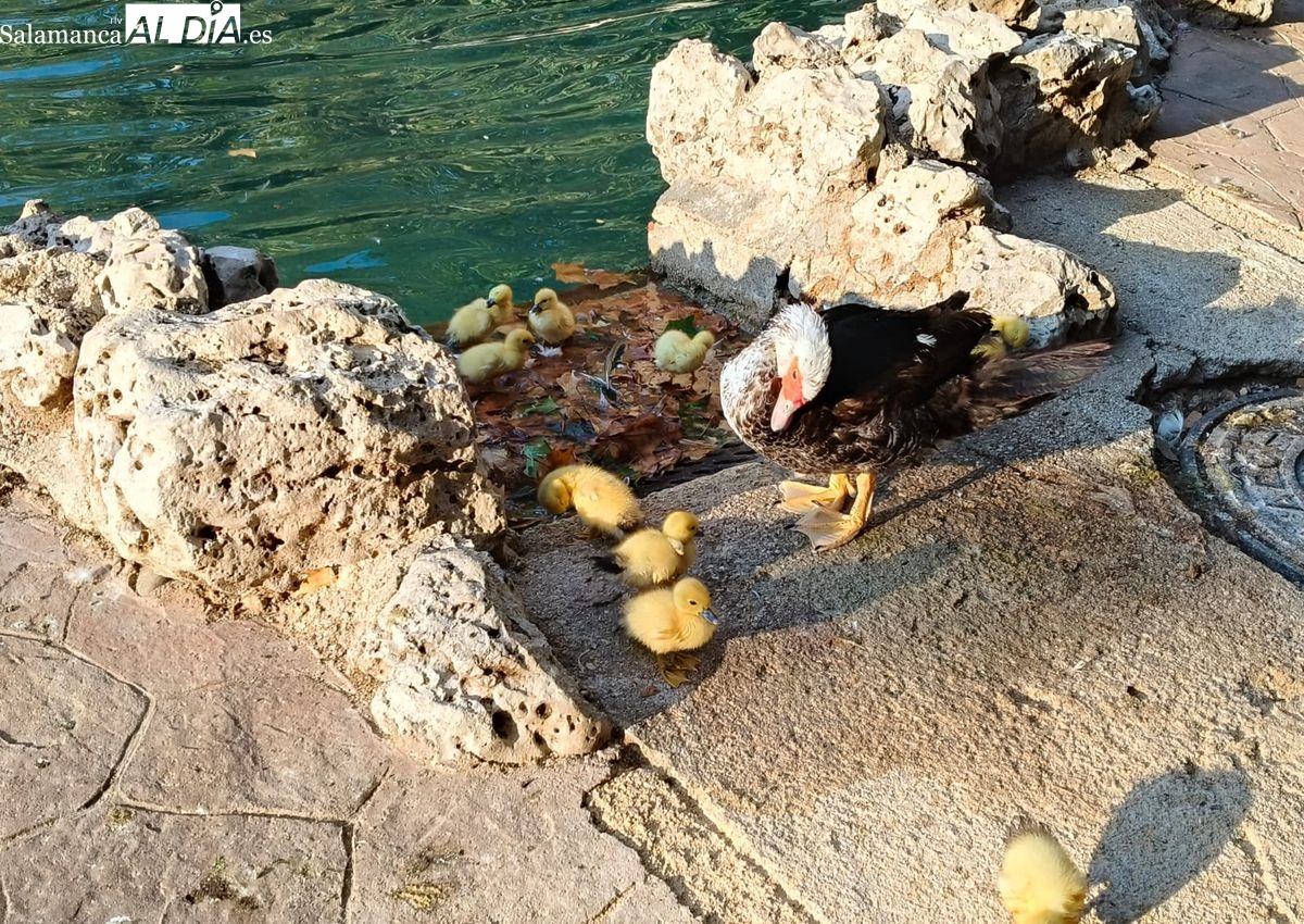 La nueva atracción en el estanque de la Alamedilla: nueve patitos junto a su mamá