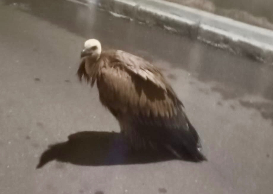 Sorpresa en pleno centro de Peñaranda con la aparición de un buitre en mitad de la calle