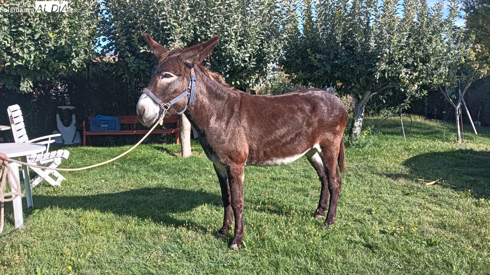 Sofía, la burra que preserva en La Aldehuela la tradición de una familia salmantina