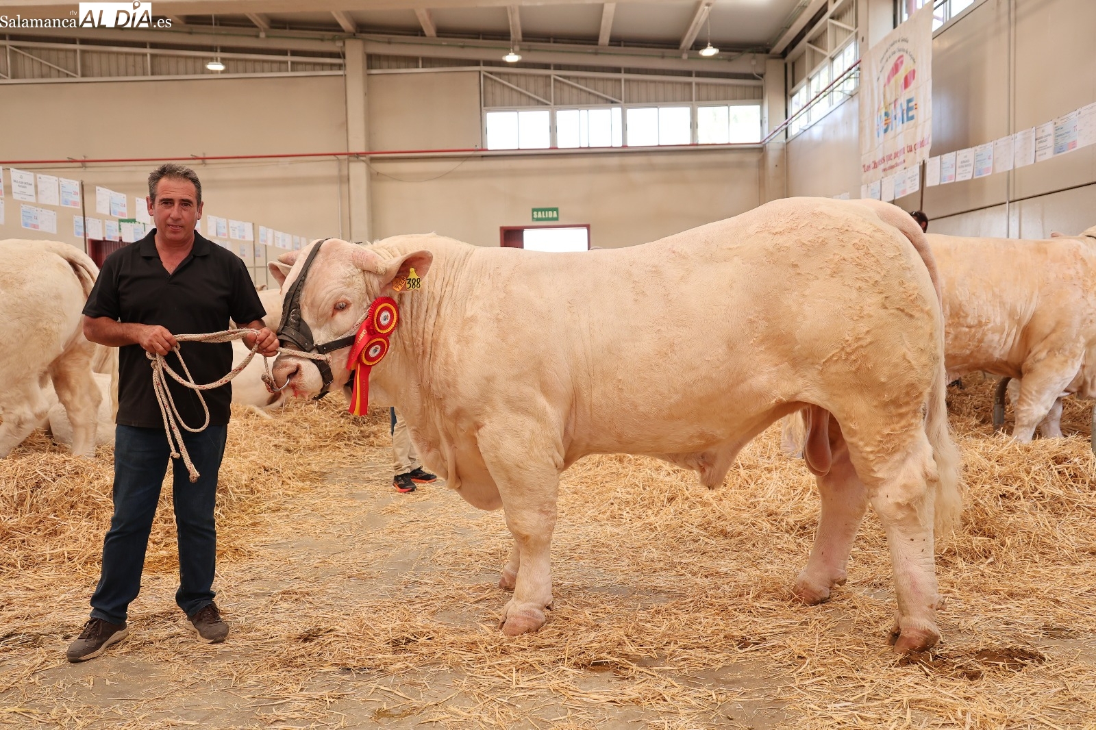 La emoción de un doblete histórico en Salamaq: Quejoso y Romano son los mejores charoleses jóvenes de España