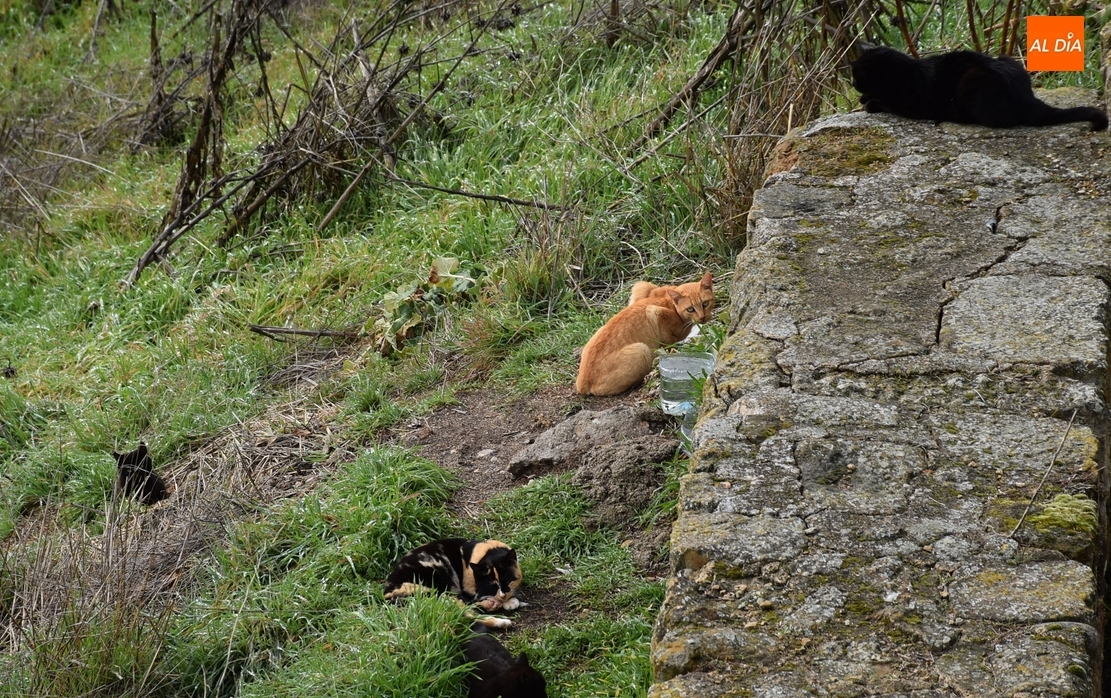 Organizada para el sábado una reunión de alimentadores de colonias de gatos
