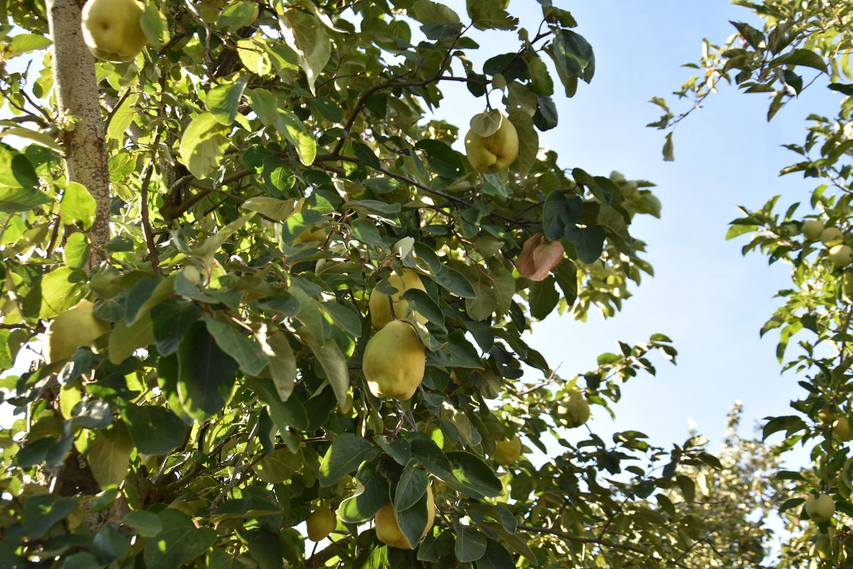 La vuelta de los intensos