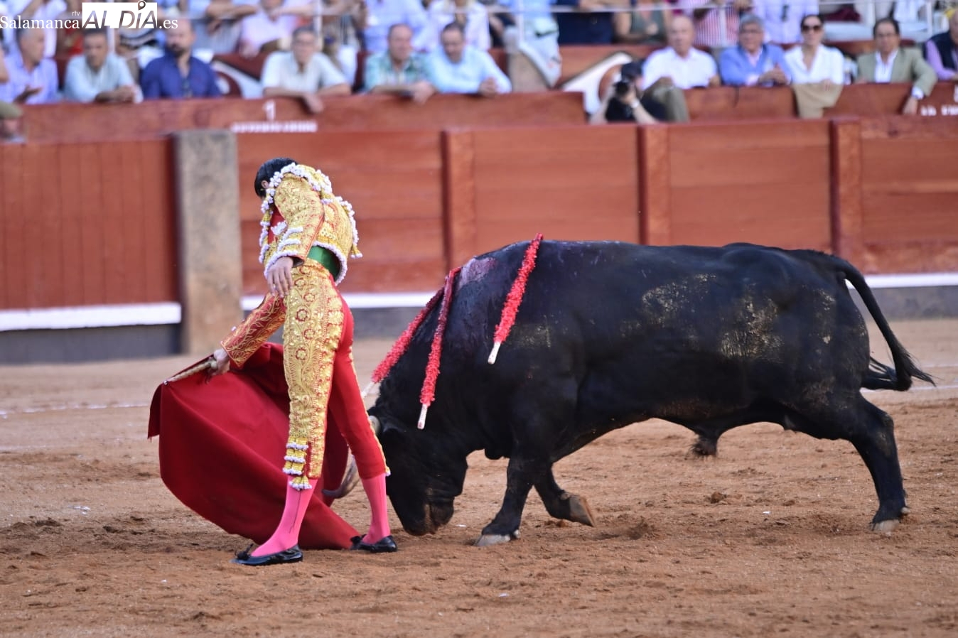 Buenasuerte hace honor a su nombre: el toro indultado de Garcigrande, elegido Toro de Oro de la Feria de Salamanca 2025