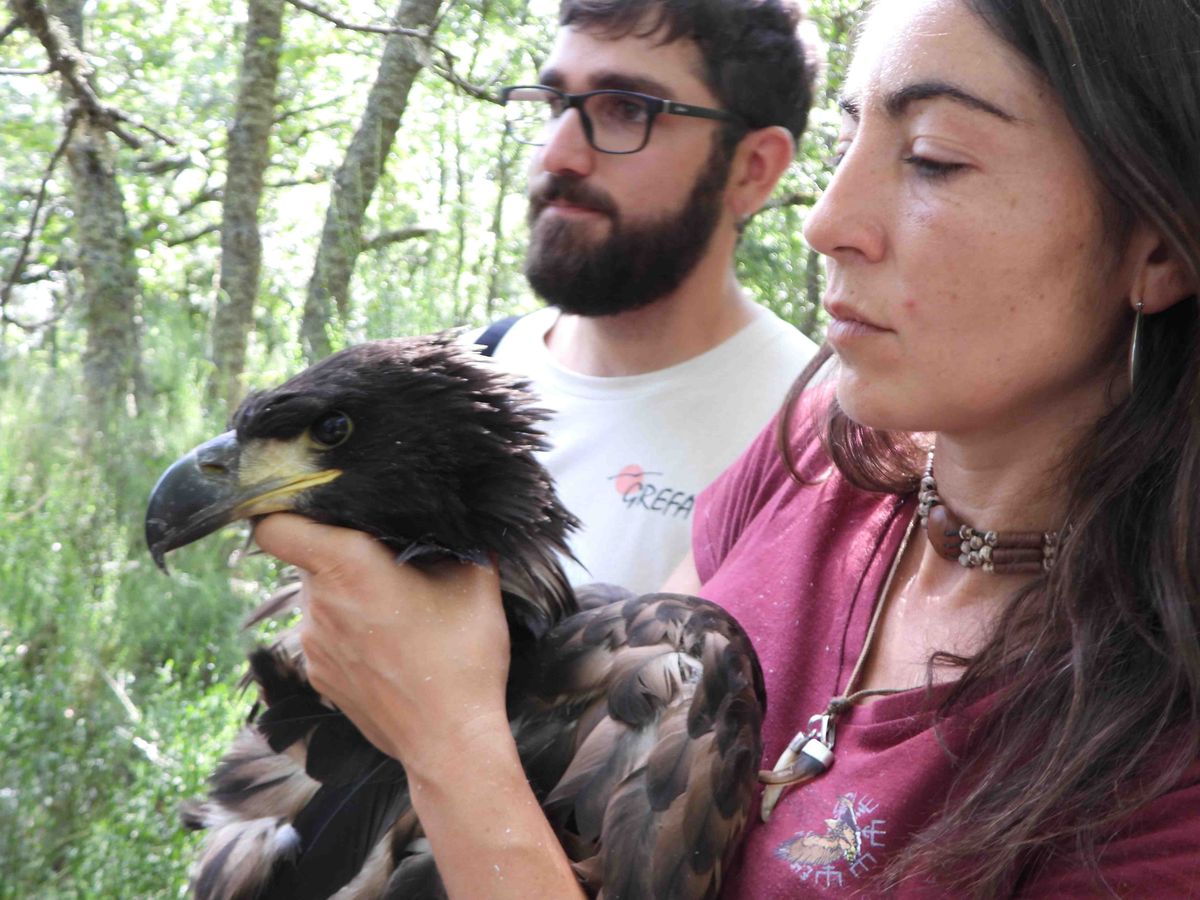 Hito histórico para la biodiversidad: Nace en Castilla y León el primer pigargo europeo en España desde su extinción
