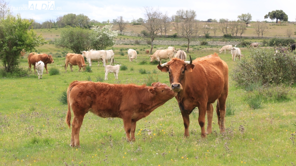 Aceptable asistencia y una nueva fuerte subida del vacuno en el regreso del mercado