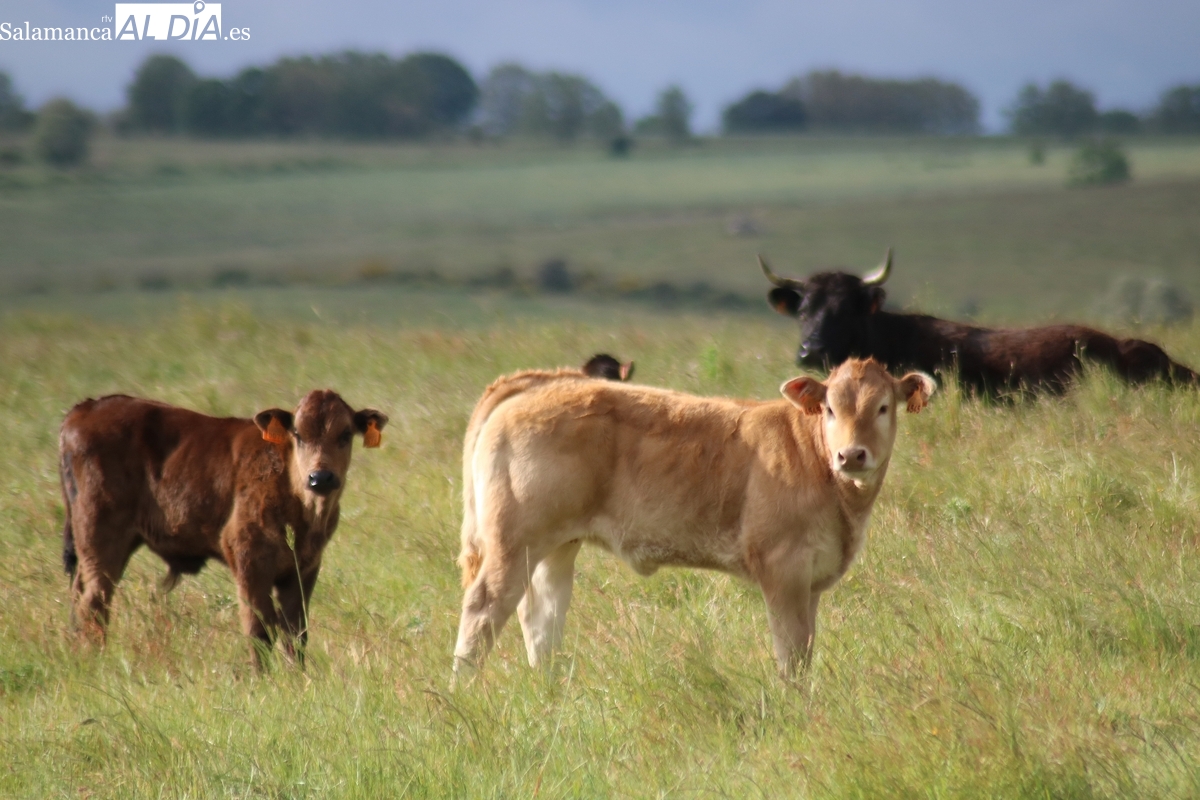 El vacuno continúa con la tendencia al alza de los precios en todas las categorías