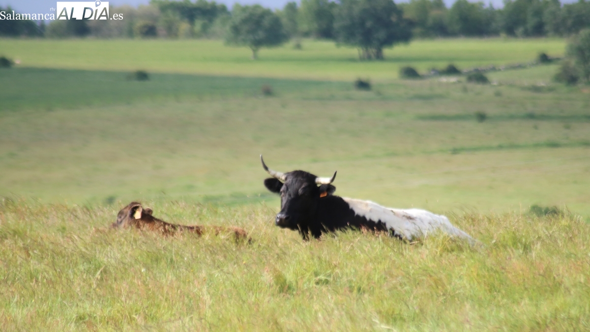 Los ganaderos de extensivo de Castilla y León podrán solicitar ayudas de hasta 10.000 euros para infraestructuras