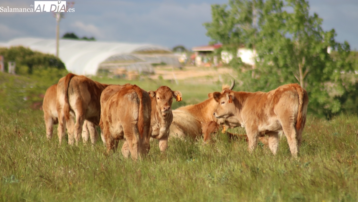 El vacuno sigue imparable y el cereal estancado