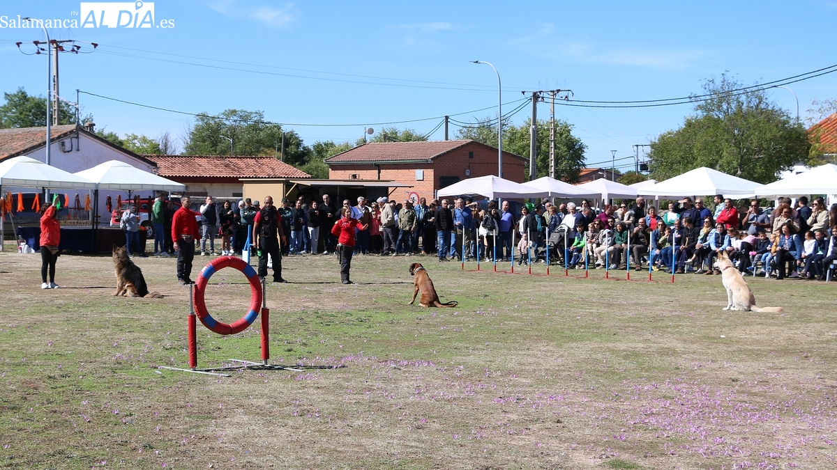 Caballos, perros y gastronomía: todo listo para la IX Feria de Villar de Peralonso
